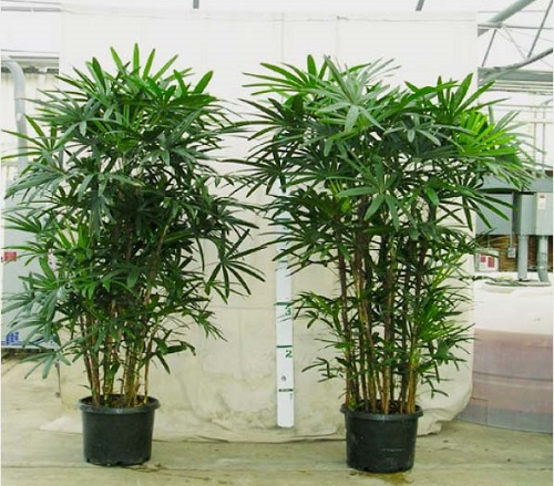 Cây trúc mây - 1 bụi