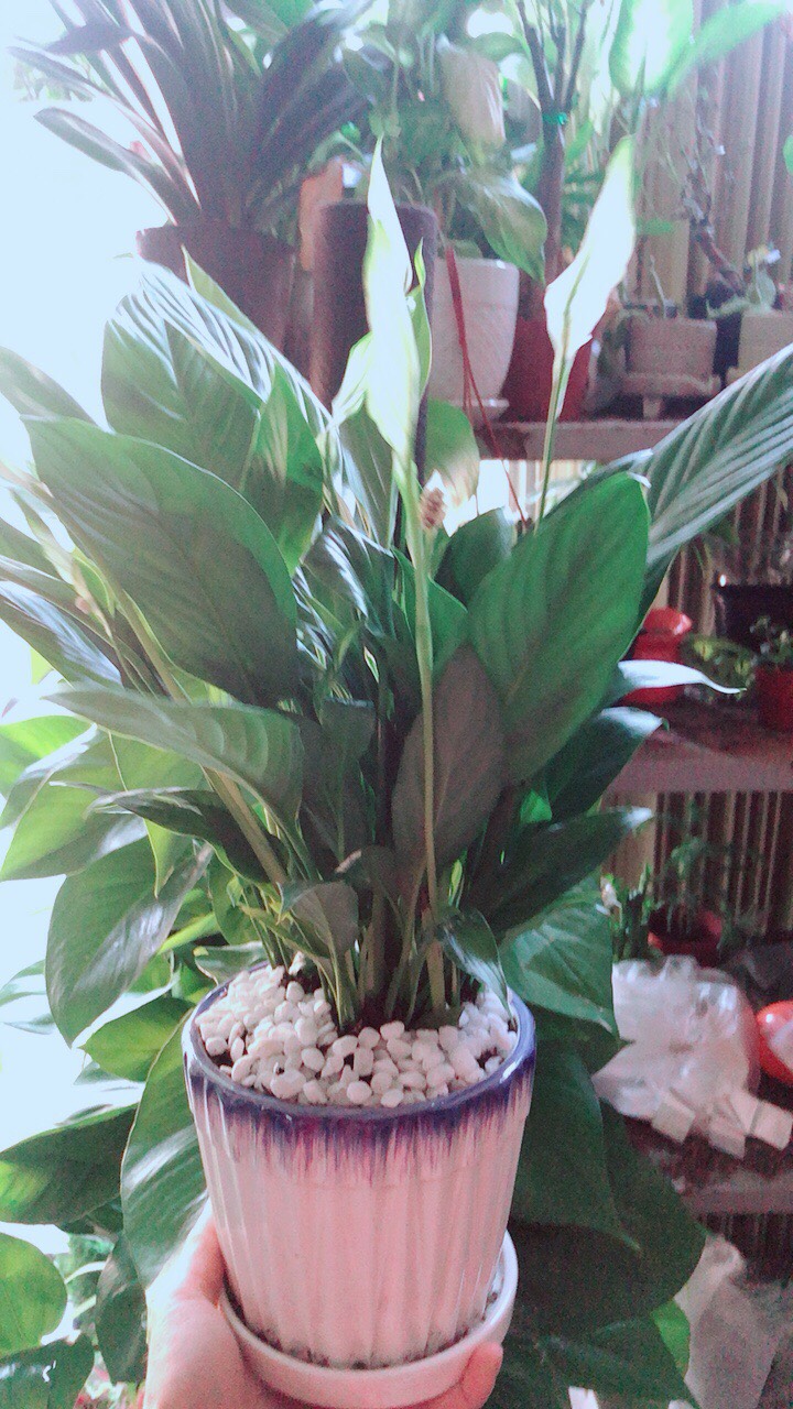 Chậu Cây Lan Ý