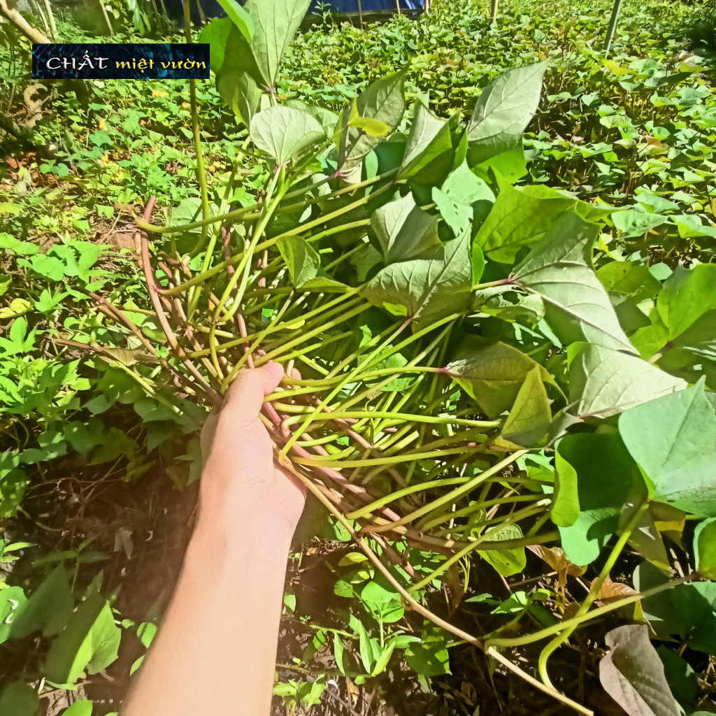 Dây khoai lang giống siêu củ (cây giống xanh/đỏ dài ~35cm)