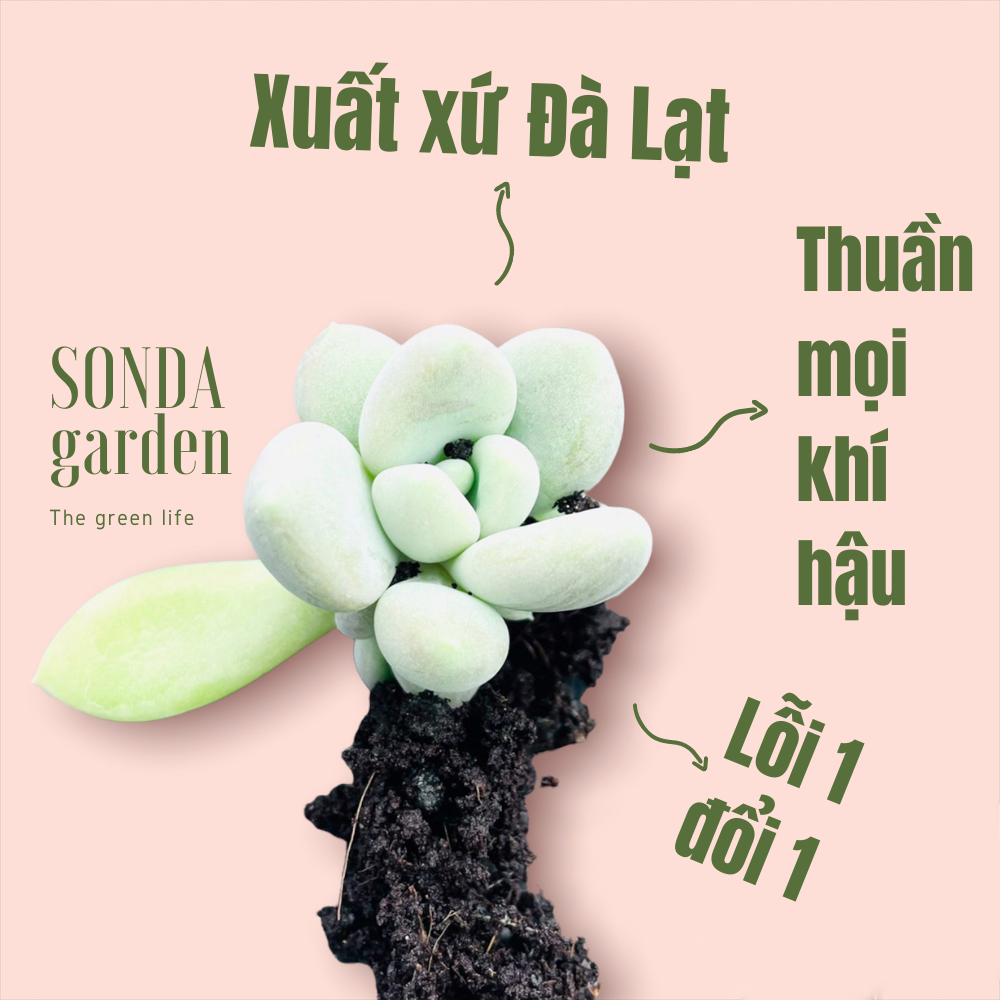 Mầm lá sen đá sỏi xám siêu khoẻ đẹp lỗi 1 đổi 1