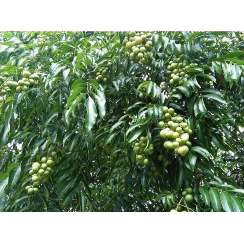 Cây giống móc mật (mắc mật), cao 50-60cm