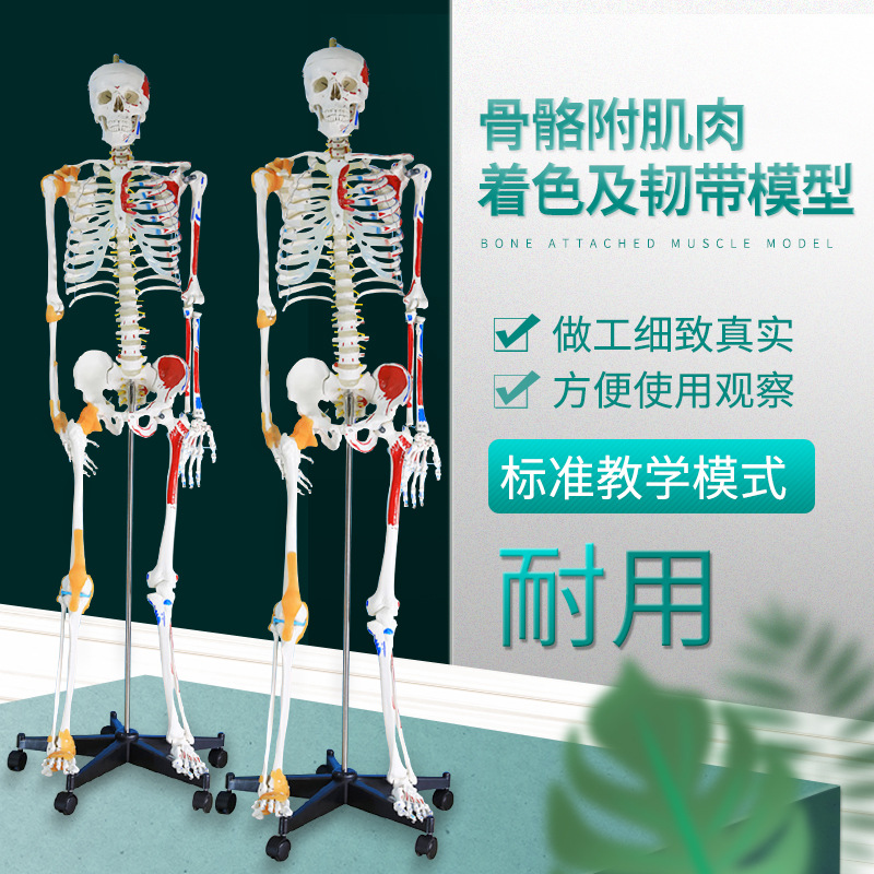 85cm mô hình xương người 170cm toàn thân người lớn bộ xương người mô hình xương nhỏ dạy mô hình cột sống