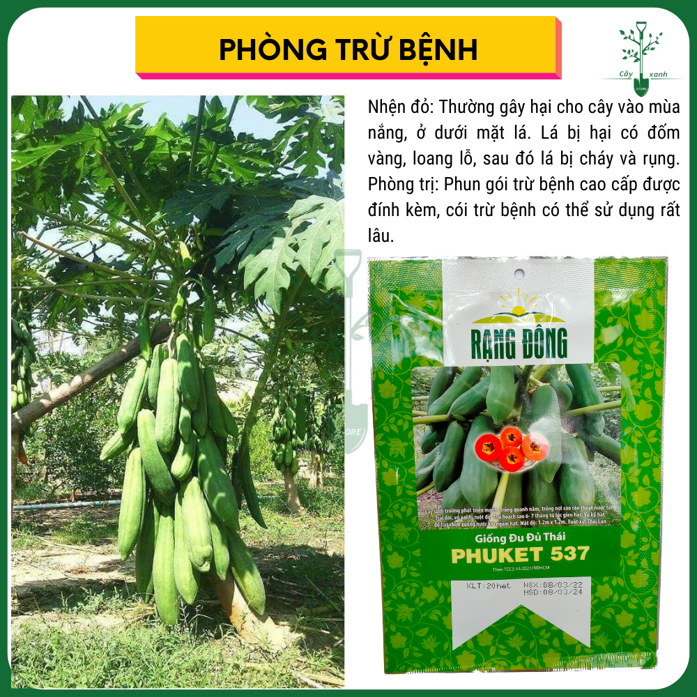Hạt Giống Đu Đủ Thái PHUKET537 - 20 Hạt
