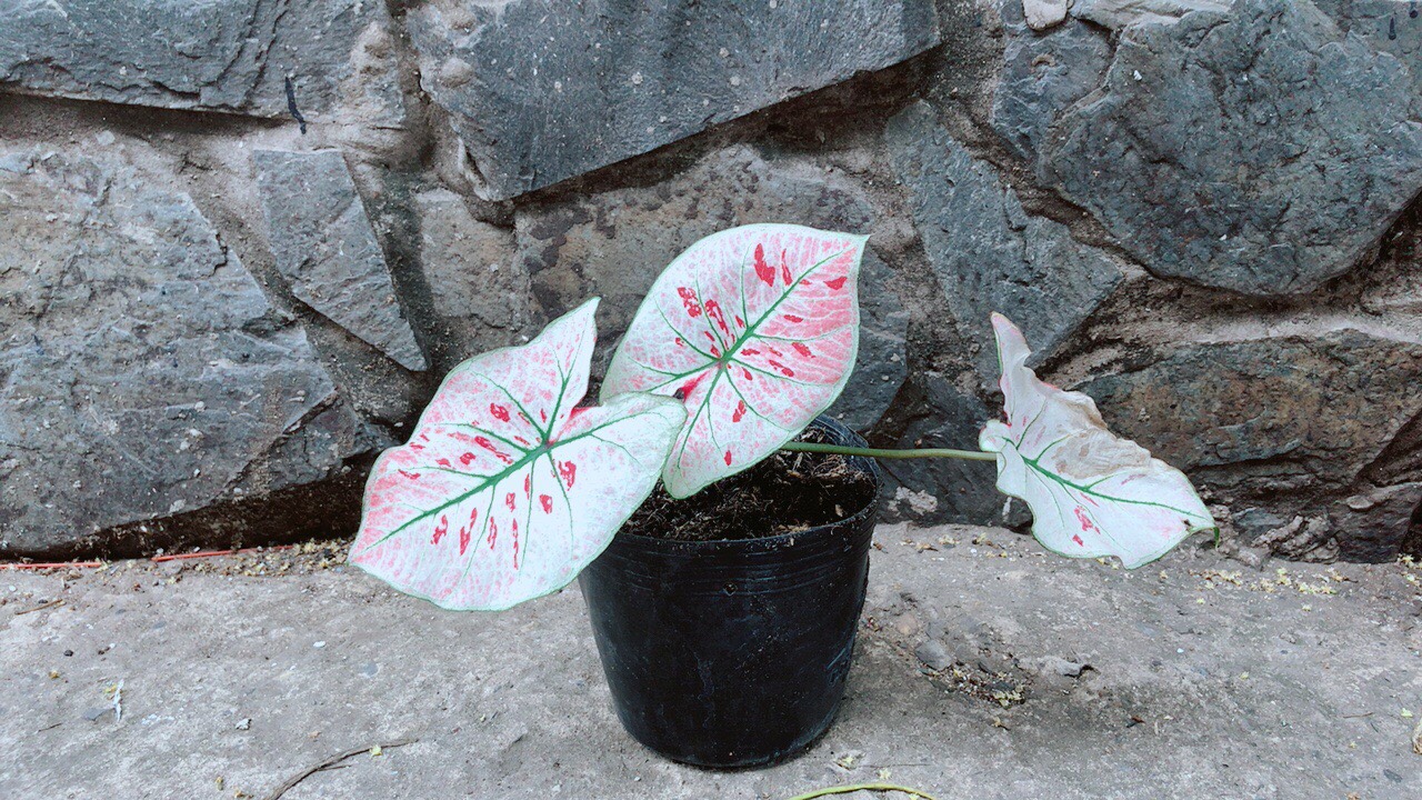 Cây Môn Trắng Kiểng