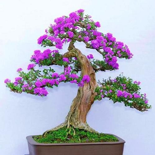 Chậu cây linh sam dòng sông hinh lá to
