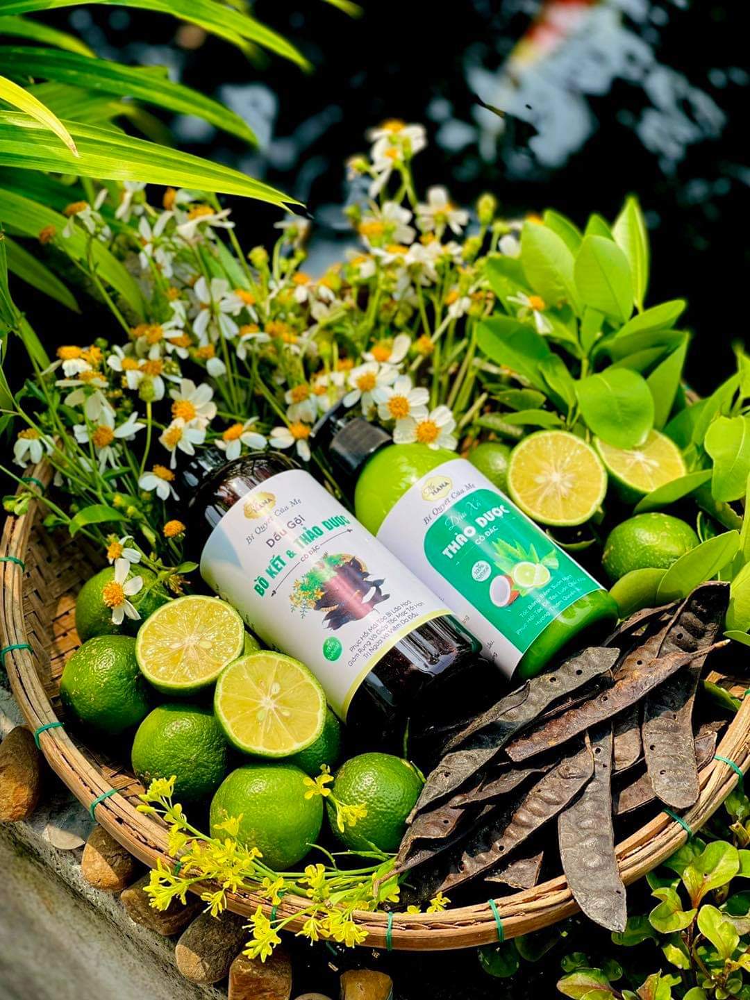 Dầu gội bồ kết cô đặc