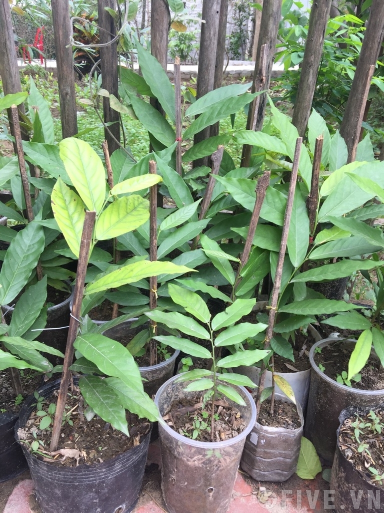 cây giống hoa dẻ thơm (hoa dẻ rừng) - cây giống nhỏ