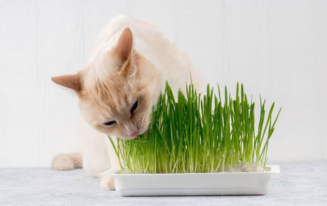 Bộ kit trồng cỏ mèo hạt lúa mạch