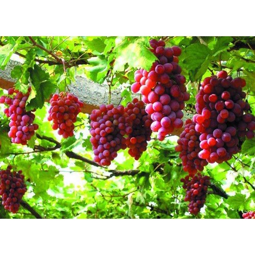 cây giống nho đỏ ninh thuận trái dài