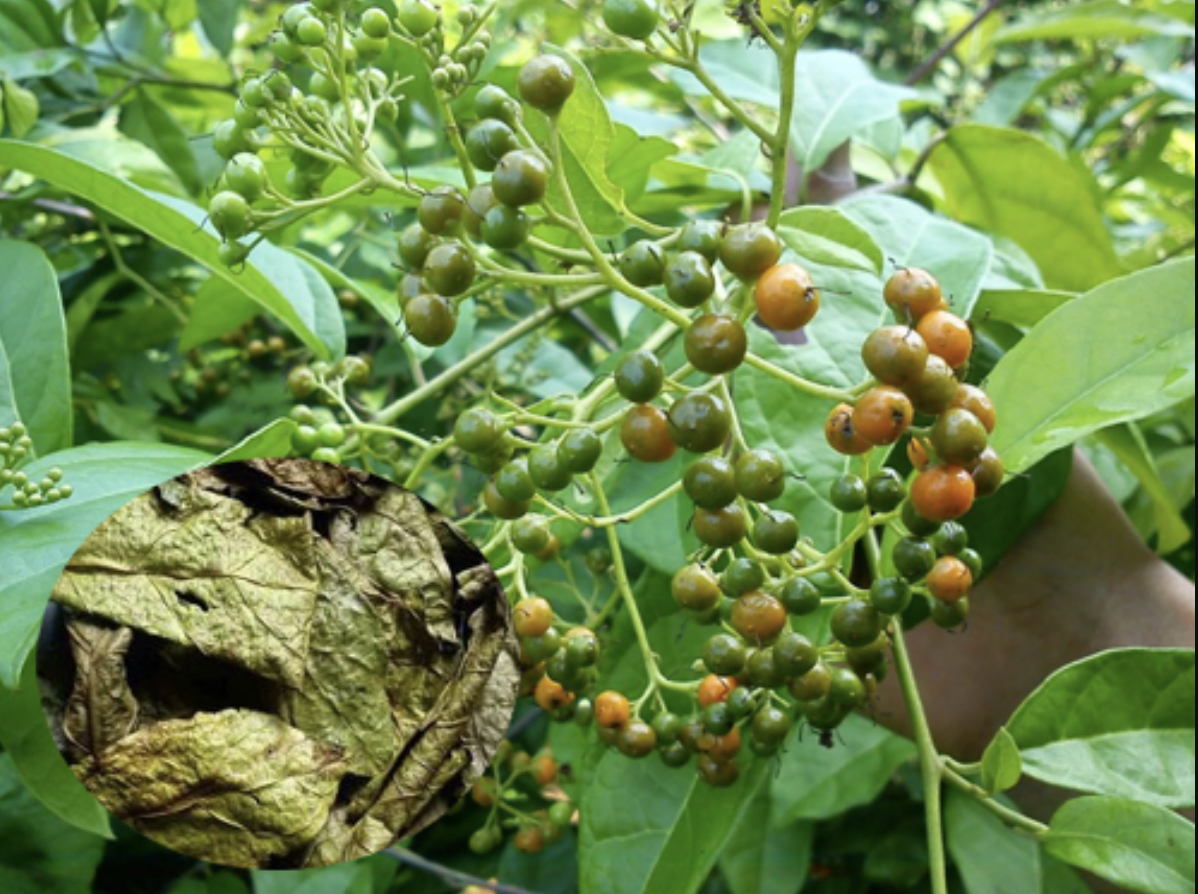 Trinh nữ hoàng cung, cao xạ đen 500gr