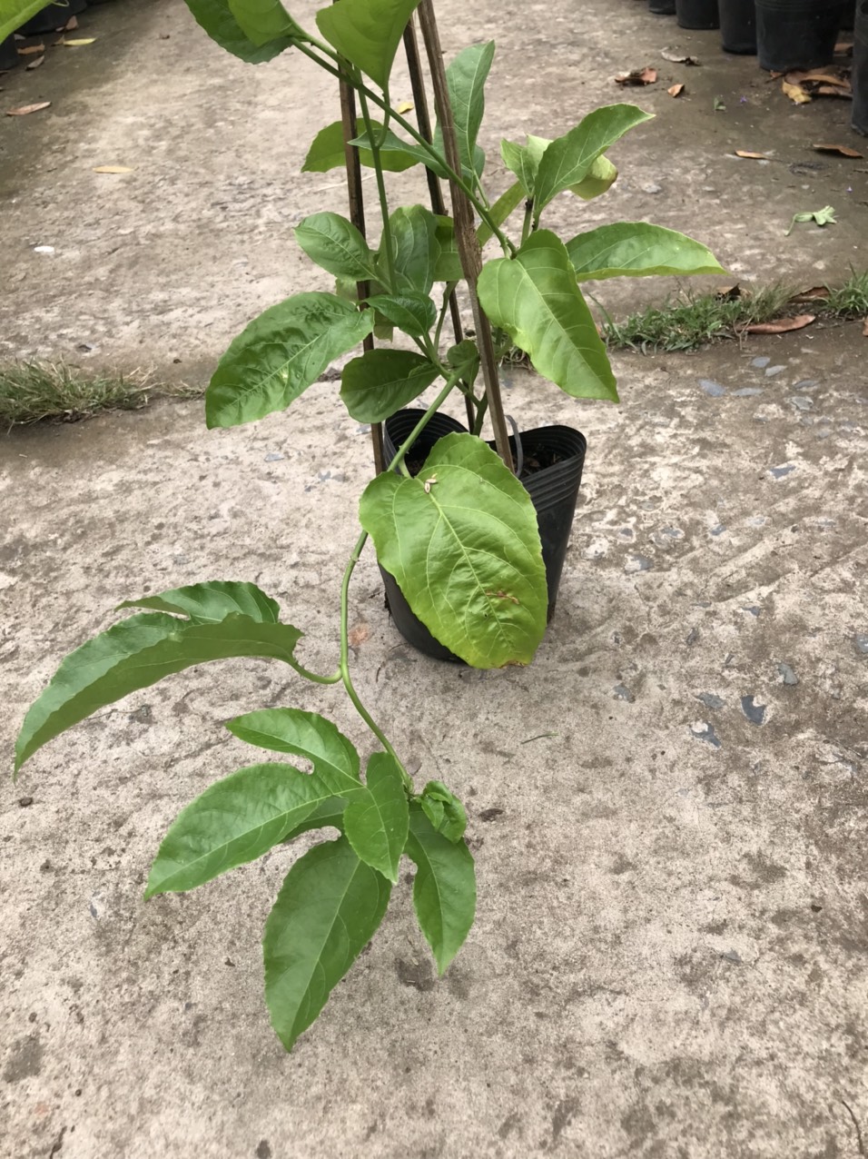 Caykiengsadec Cây chanh dây