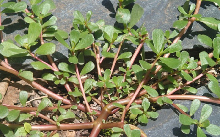 rau sam - bầu cây giống