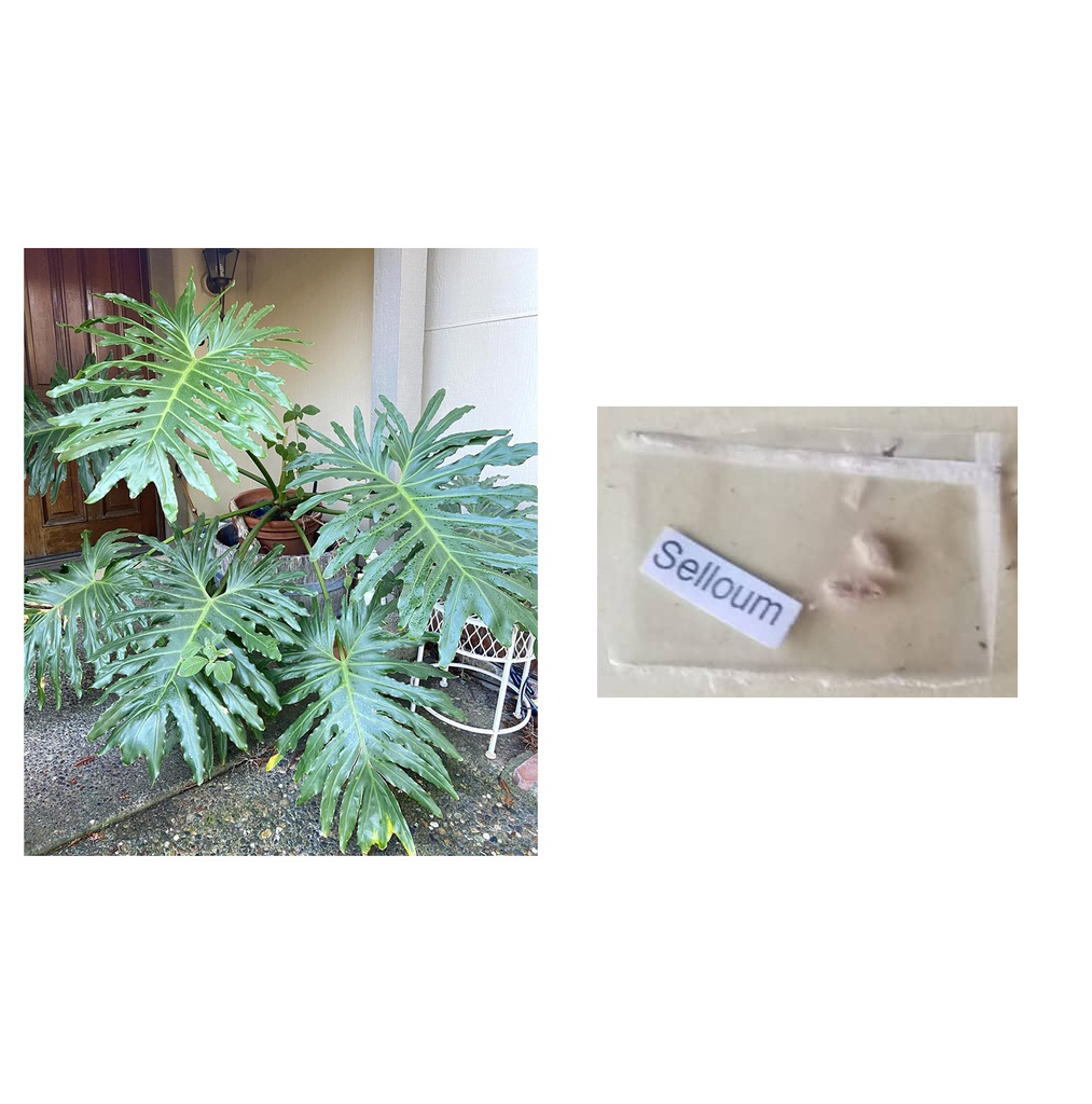 philodendron selloum sahod yaman thaumatophyllum bipinnatifidum plant