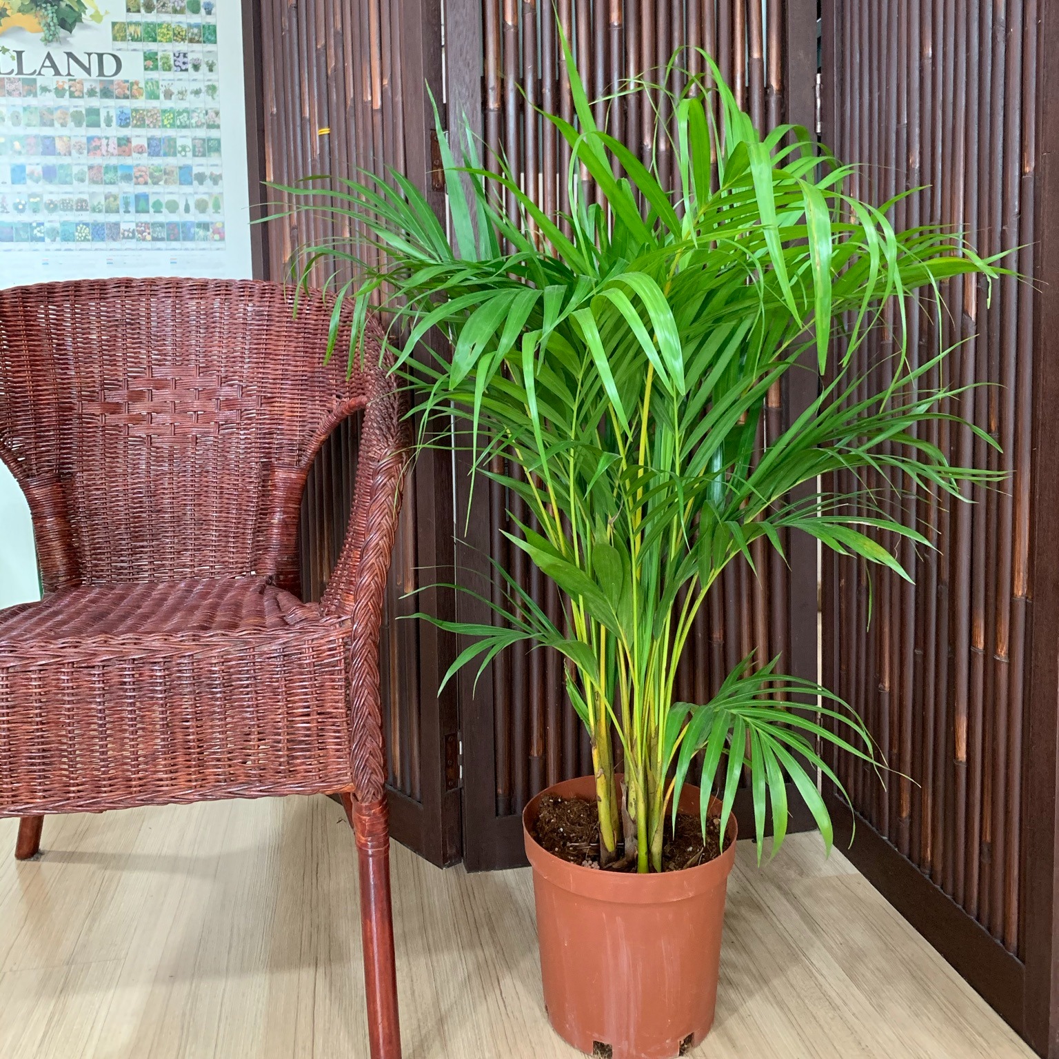 Chrysalidocarpus Lutescens Areca Yellow Palm Plants 3 4 Feet Lazada Singapore