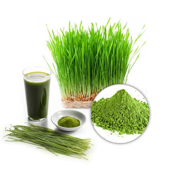 500g Bột cỏ lúa mì hữu cơ nguyên chất 100%