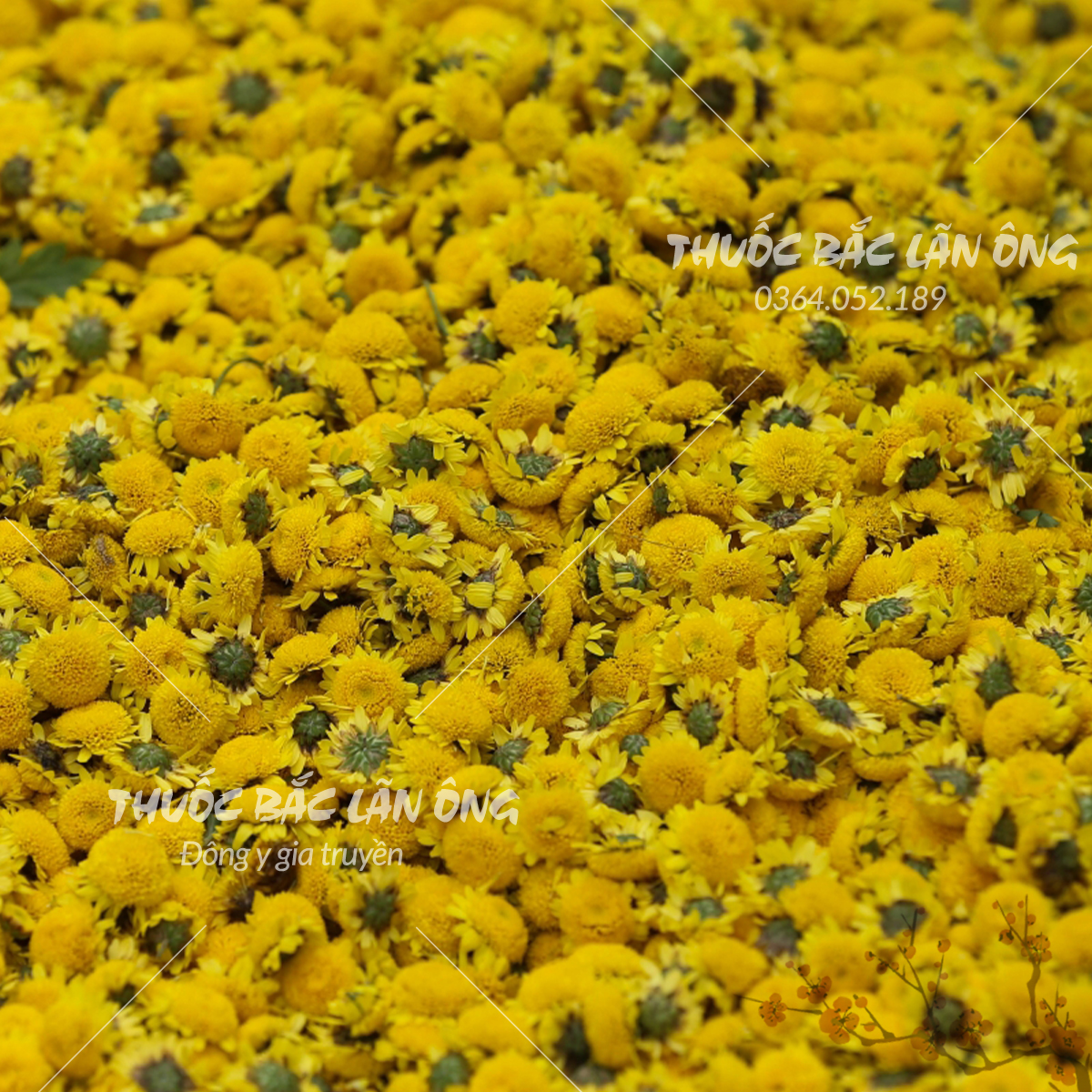 Dried Chrysanthemum Flowers 1kg (Yellow Chrysanthemum Tea with Small Buds Purifies the Body)