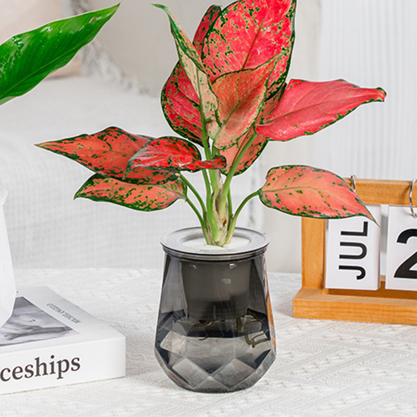Lazy Self-Watering Flowerpot Automatic Water Absorption Succulent Aquaculture Transparent Round Plastic Hydroponic Flower Pot