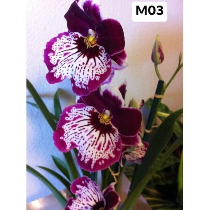 Hoa lan vũ nữ motonia(4 cây) cực thơm HOA TẾT