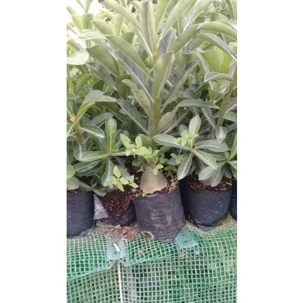 Cây giống sứ thái (Ảnh thật số 2)