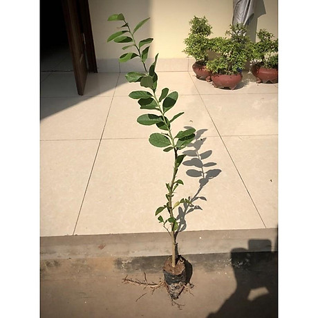 Cây chanh vàng Mỹ ( ảnh thật) chuẩn giống