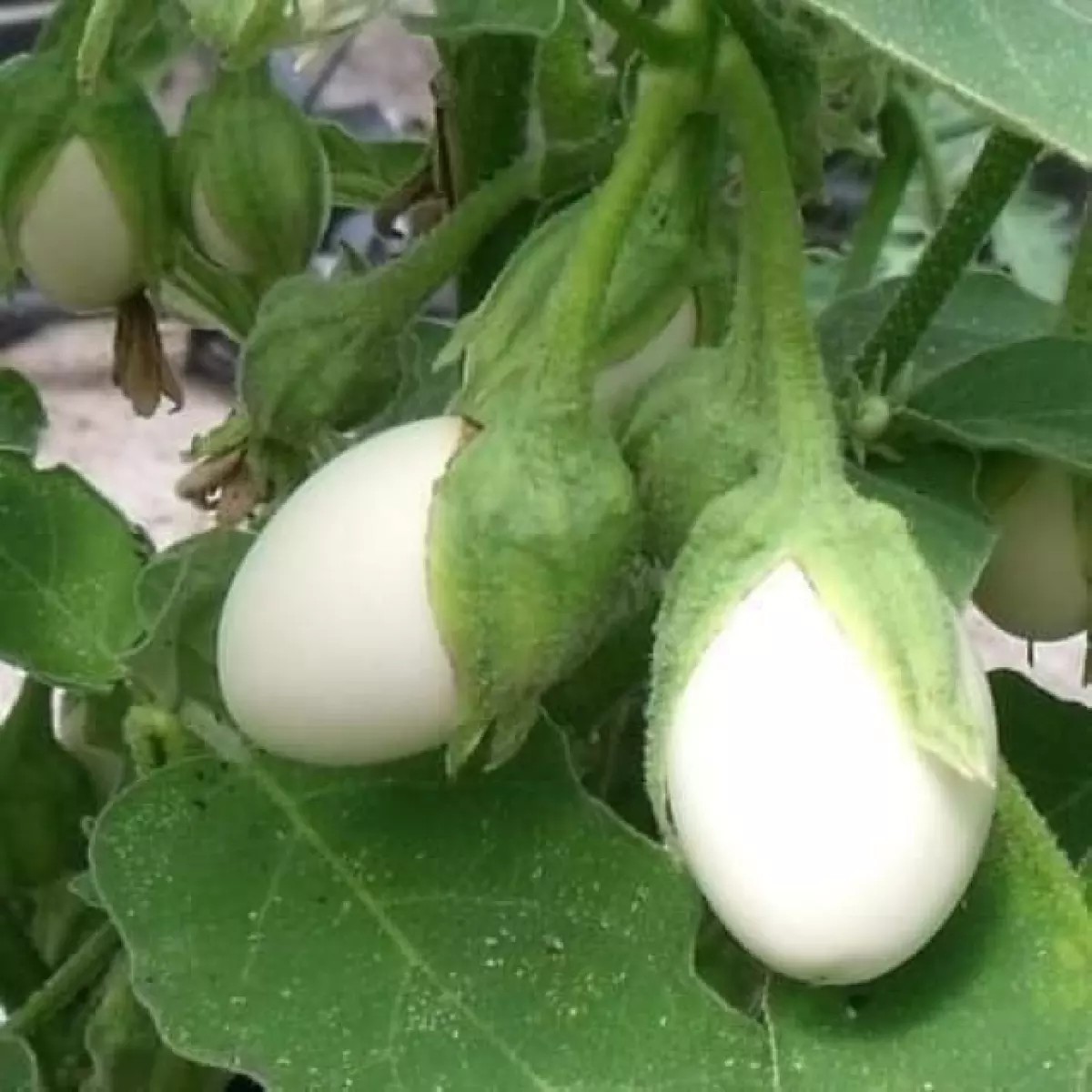 Hạt Giống Cà Trứng Ngỗng