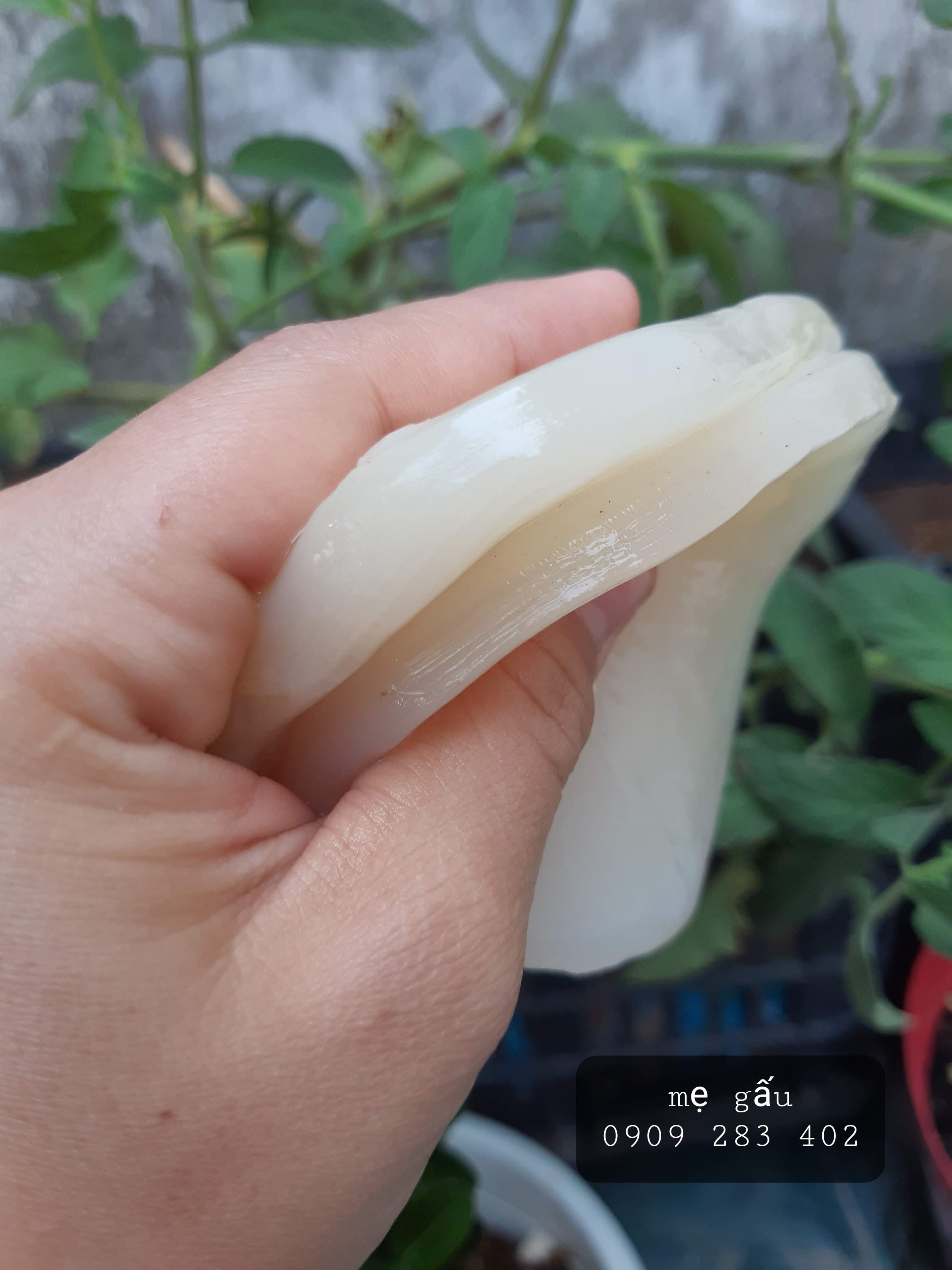 scoby kombucha( con giống thủy sâm) dùng làm trà kombucha