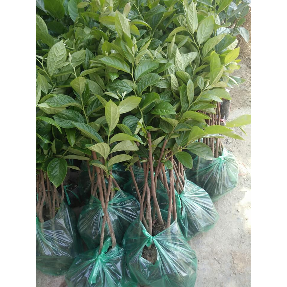 Cây giống hồng trứng láng đặc sản lâm đồng