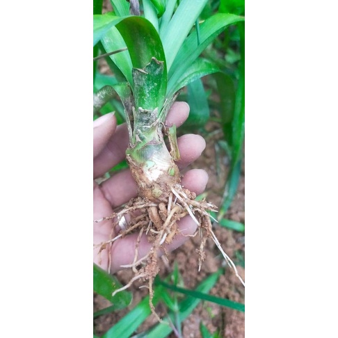 Củ Hoa Huệ Tím Kép Siêu Thơm ( Nhập Khẩu)