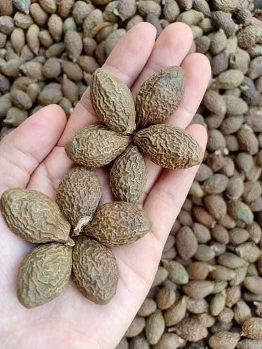 500g Hạt đười ươi khô