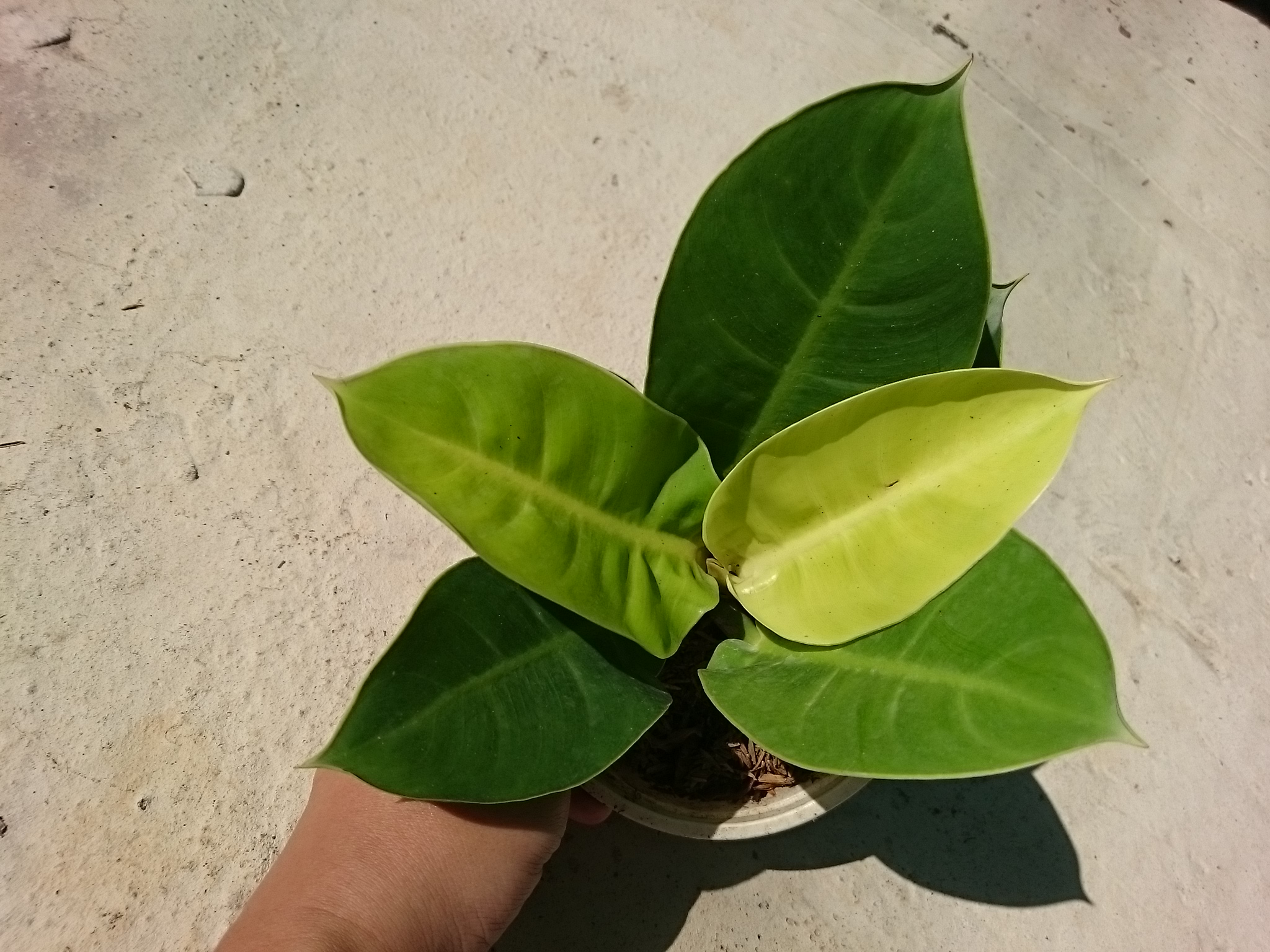 Cây Trầu Bà Đế Vương Vàng - cây cảnh để bàn