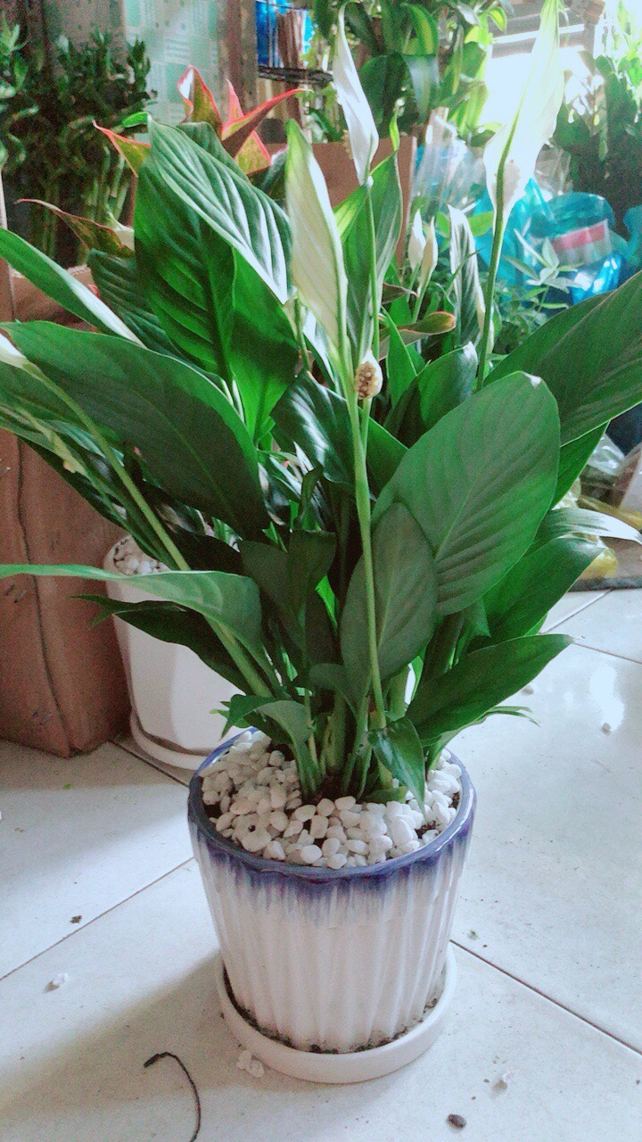 Chậu Cây Lan Ý
