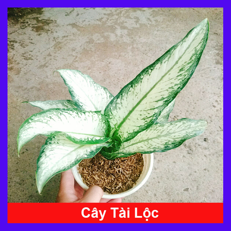 Cây Tài Lộc - cây cảnh để bàn