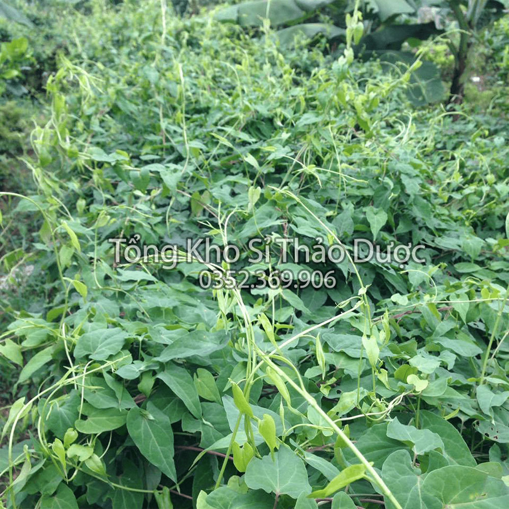 Hà thủ ô chế đỗ đen 100g (Hà thủ ô rừng, giúp tóc bóng mượt)