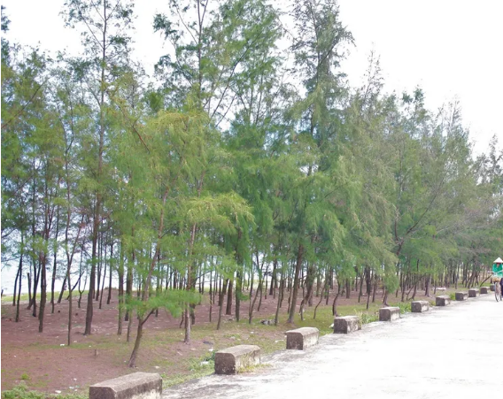 Hạt giống cây giống cây phi lao - 1 gói 10 hạt
