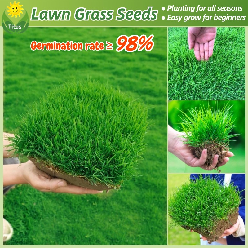 100 Legit Lawn Grass Seed 200pcs High Germination Bermuda Grass