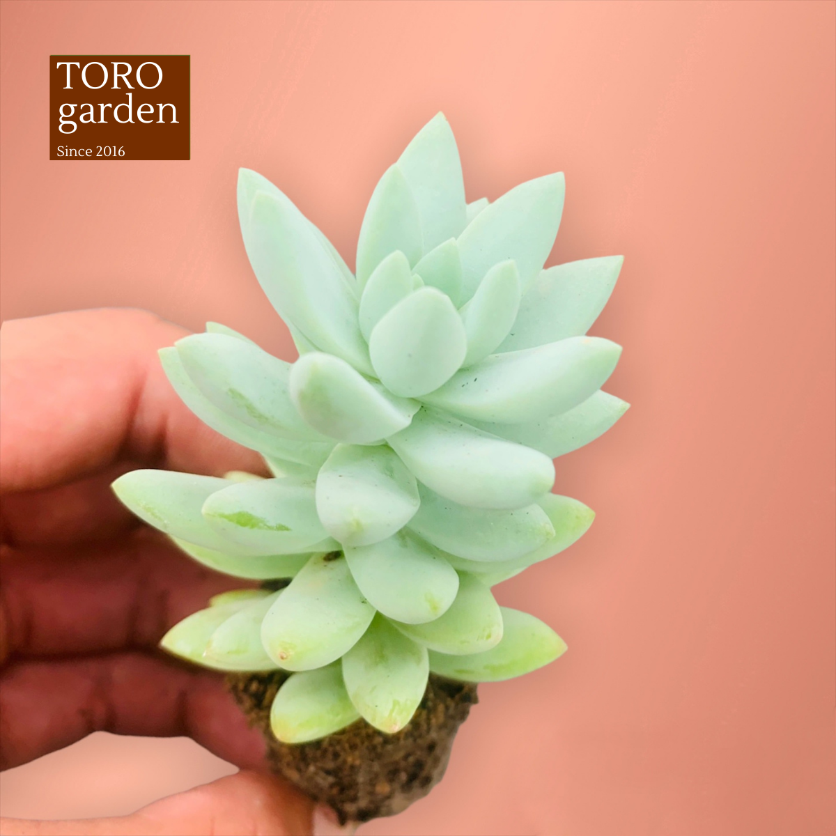SEN ĐÁ CHUỖI NGỌC LAM SIZE MINI SIÊU CUTE LỖI 1 ĐỔI 1