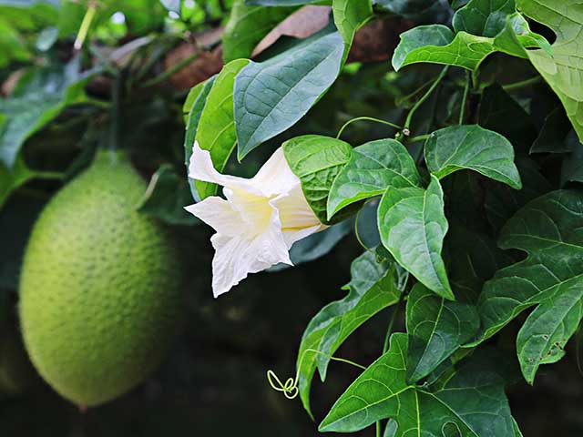 Cây giống gấc nếp- Hoa kiểng Nguyễn Lộc- Cây giống chất lượng cao