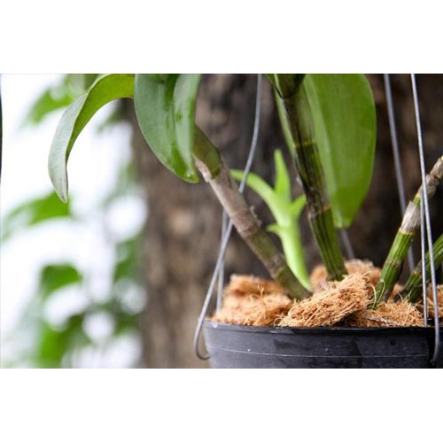 Giá thể trồng hoa lan vỏ thông đá bọt