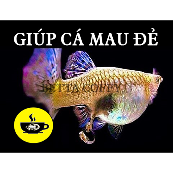 Thùng Ép Cá Betta Guppy  - Xô Kem Tròn Có Nắp
