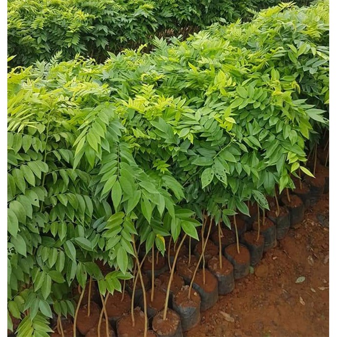 COMBO 10 CÂY SƯA ĐỎ GIỐNG
