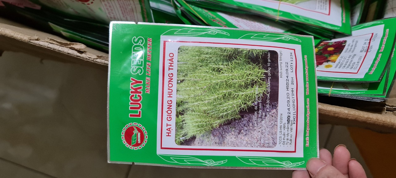 Hạt giống cây hương thảo
