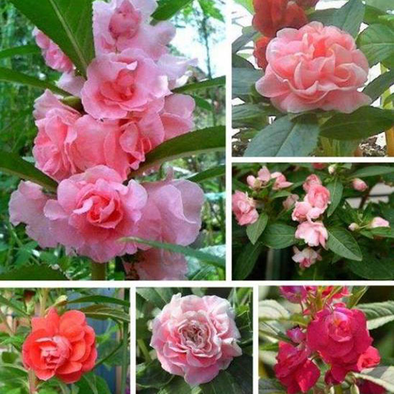Fast Germination] Singapore Ready Stock 200Pcs Double Camellia Impatiens  Balsamina Bonsai Pot Flower Seeds Garden Flowers Decoration Rare Plants for  Sale Easy To Grow In The Local | Lazada Singapore