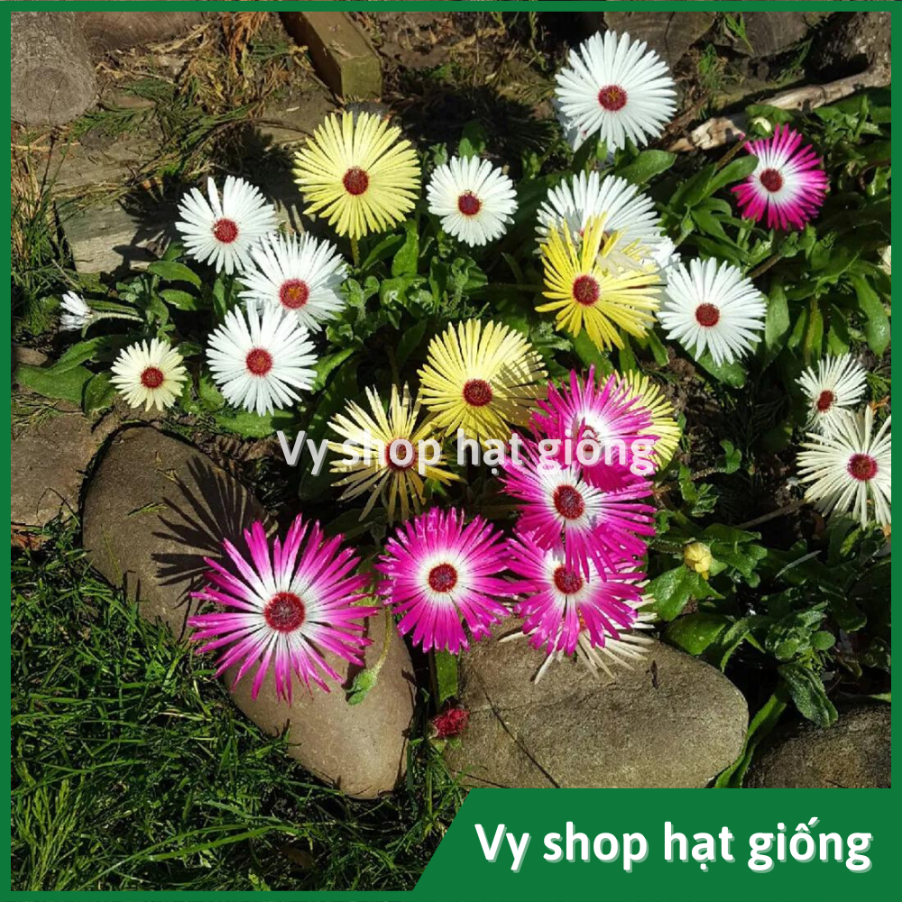 Hạt giống hoa mười giờ châu phi (Mesembryanthemum) gói 300 hạt mix màu