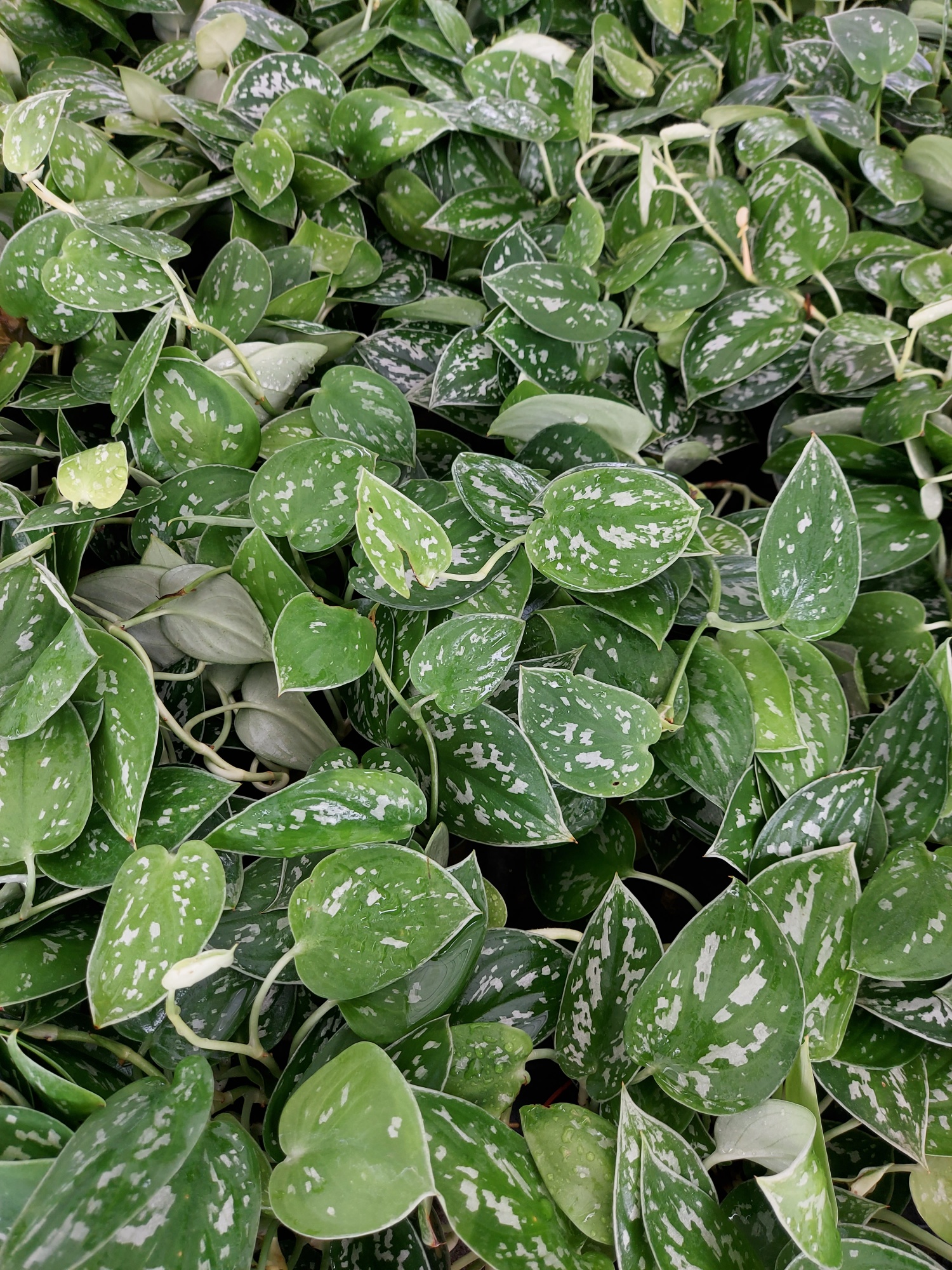 Scindapsus Pictus Satin Pothos Trailing Vine Indoor House Home Potted 