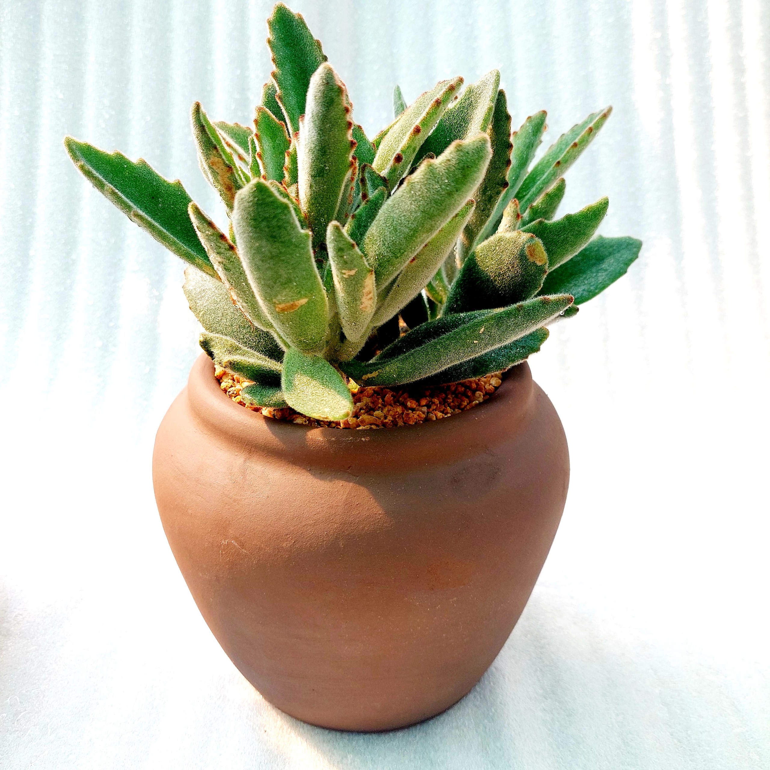 Chậu đất nung - Chum lùn, miệng chậu 14cm, chiều cao 15cm
