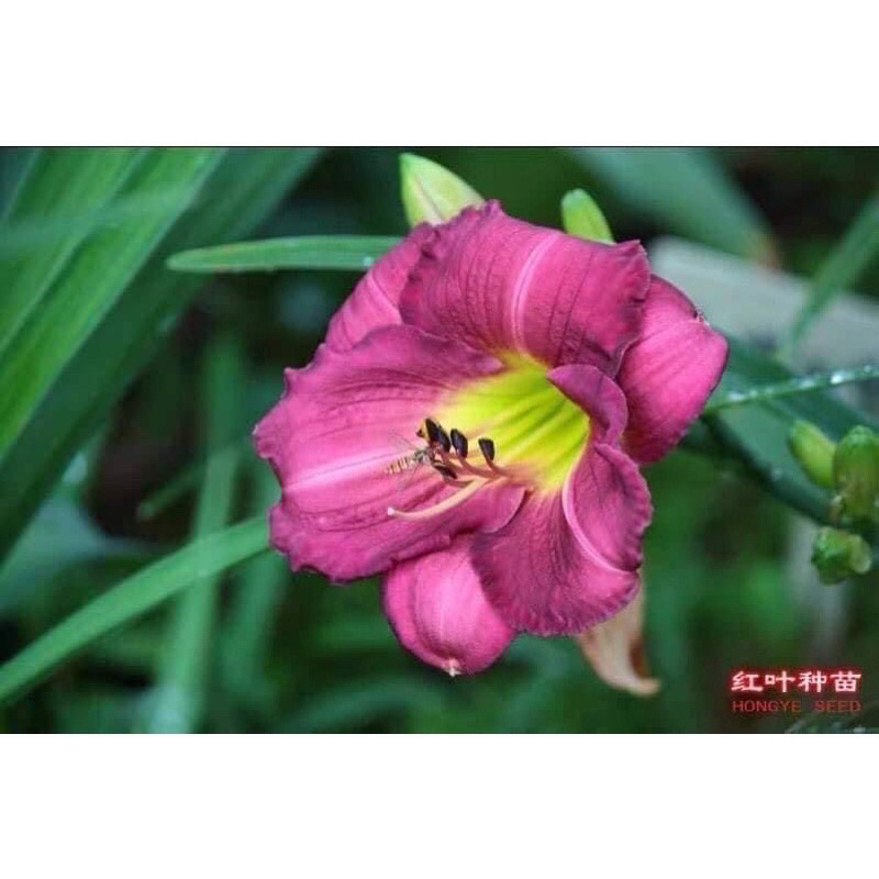 Củ hoa Hiên(1củ) - Giống Hoa Cảnh Nhập Khẩu