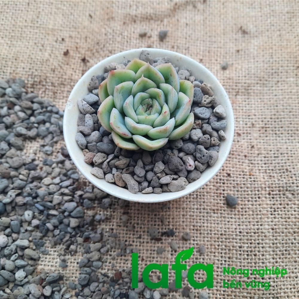Đá pumice, đá bọt size 1-3mm 1000ml