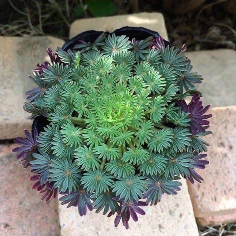 củ giống oxalis cọ  (1 củ)