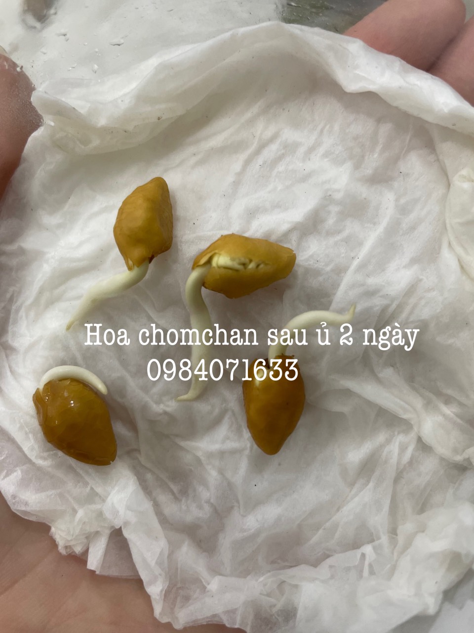 Hạt giống hoa chomchan - moonflower Thái Lan