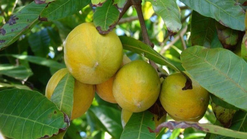 cây trứng gà (cây lê ki ma) giống